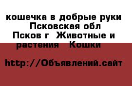 кошечка в добрые руки, - Псковская обл., Псков г. Животные и растения » Кошки   